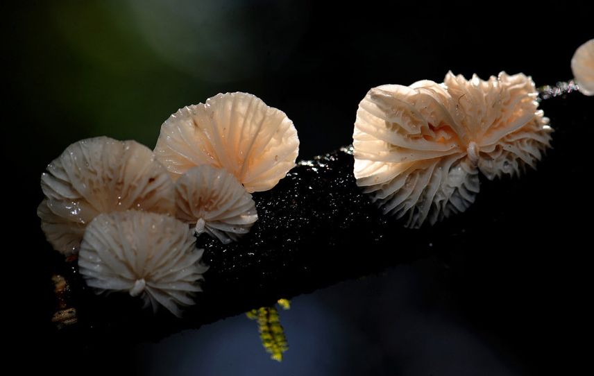 食用菌食用意義上的分類