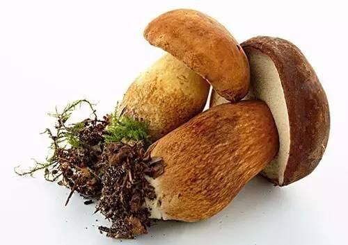 牛肝菌 牛肝菌