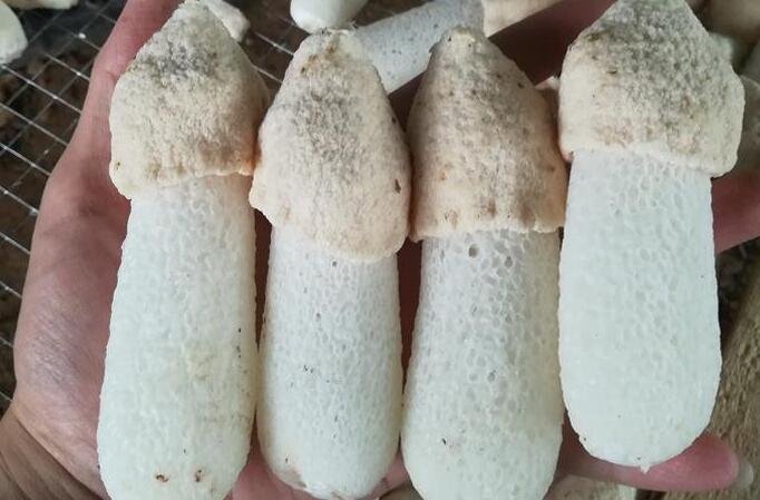 短裙竹蓀 短裙竹蓀