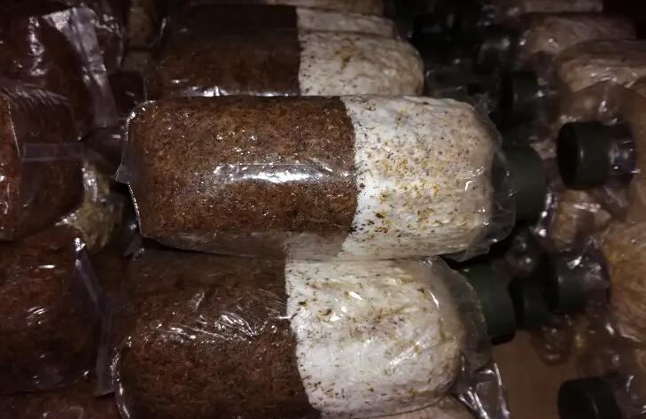 食用菌菌種 食用菌菌種